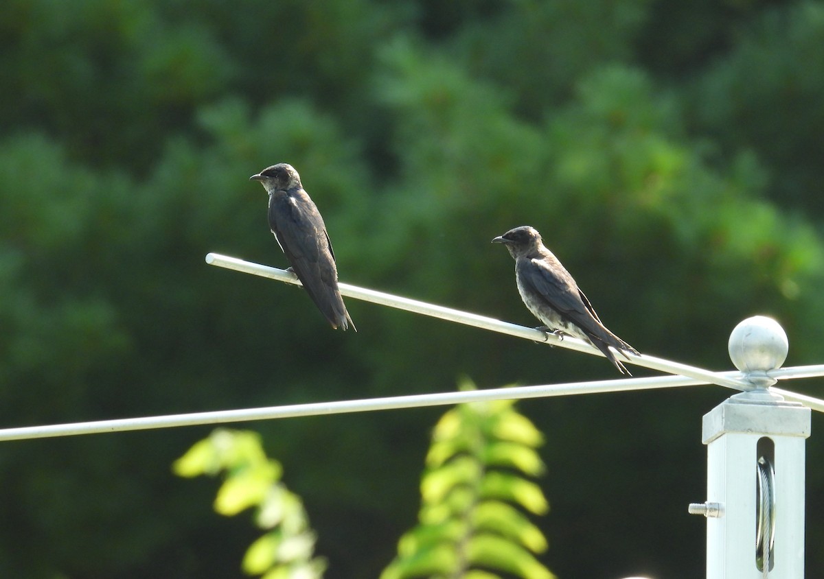 Purple Martin - ML644936710