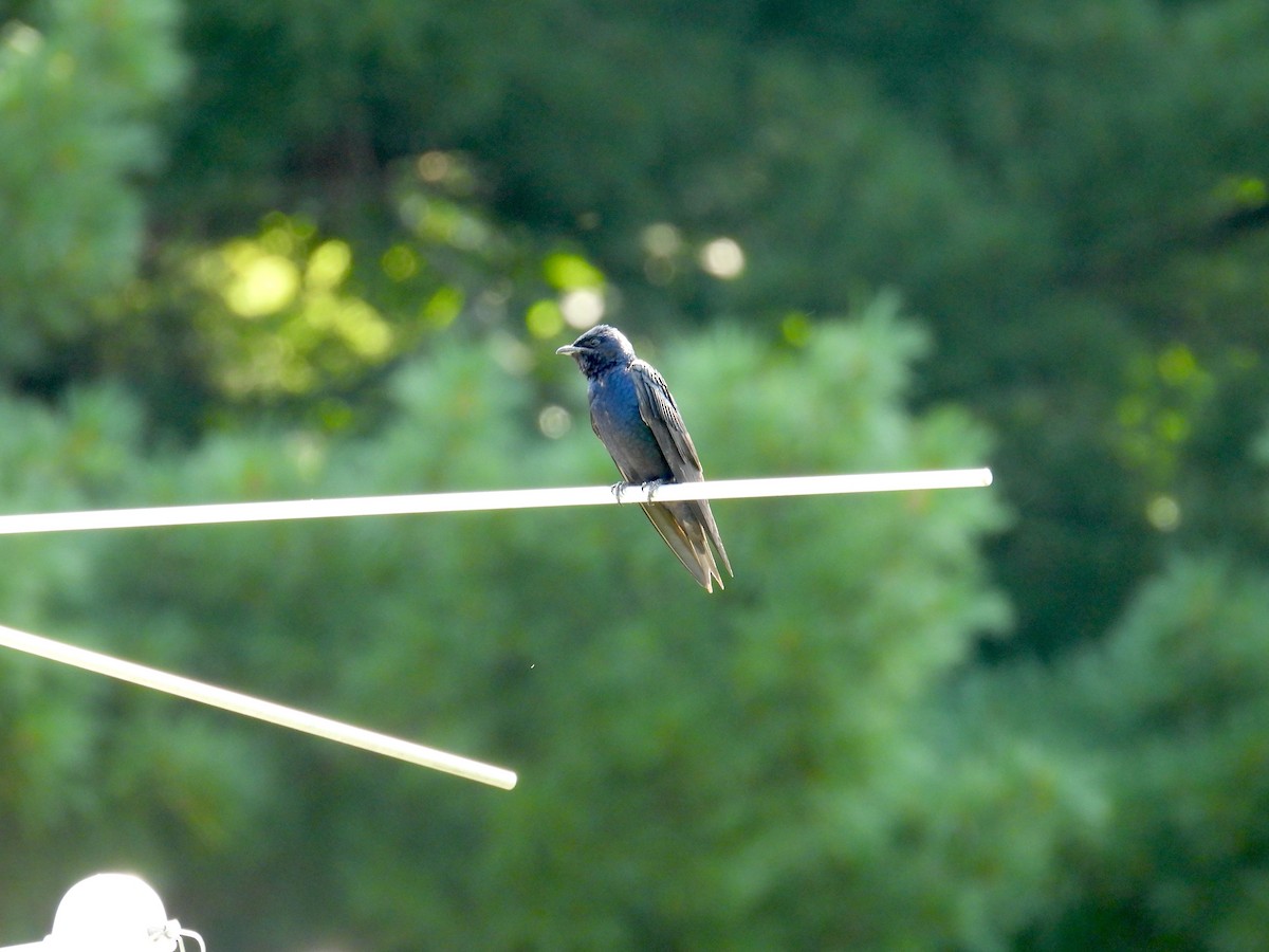 Purple Martin - ML644936711