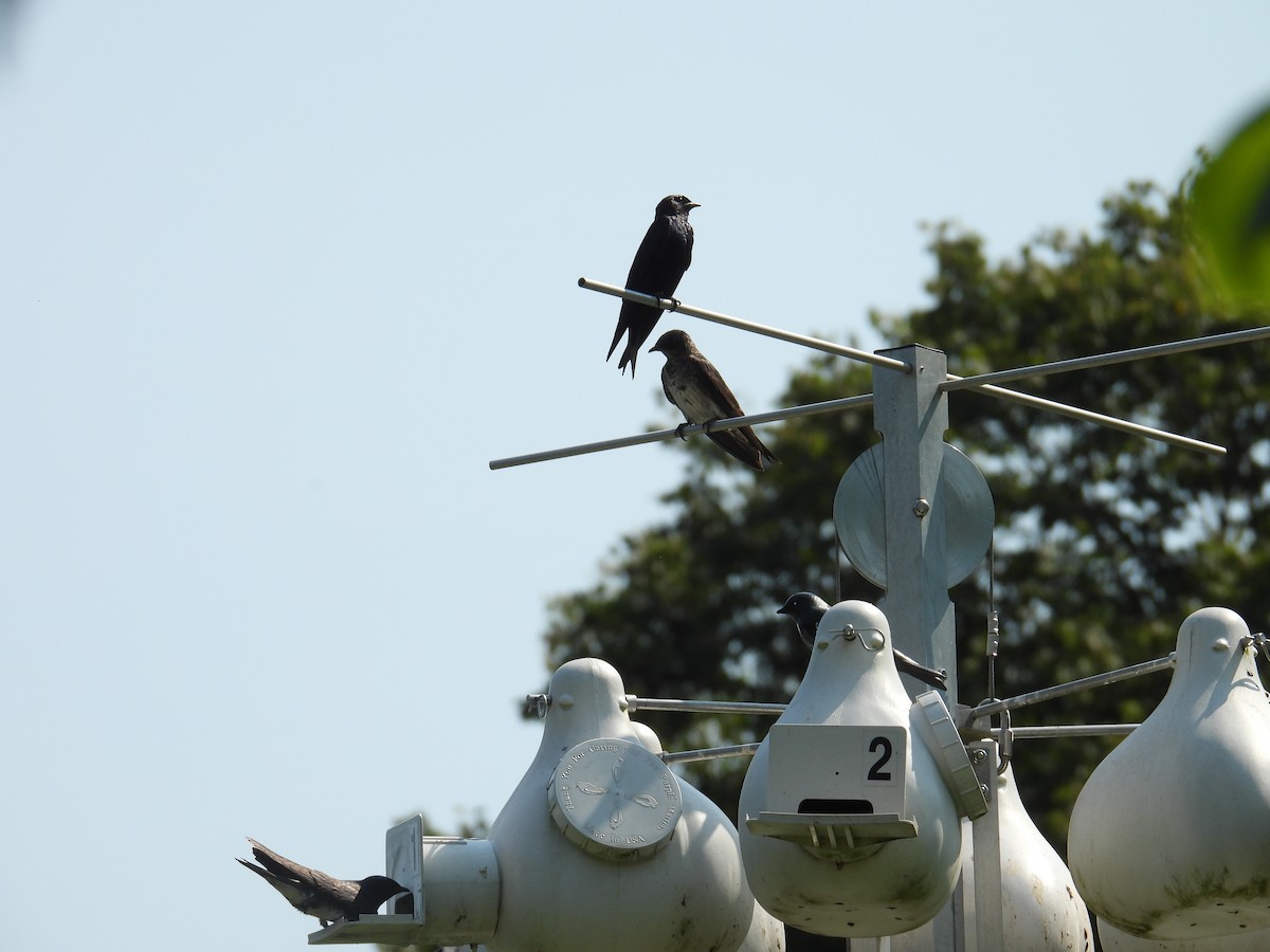Purple Martin - ML644936712
