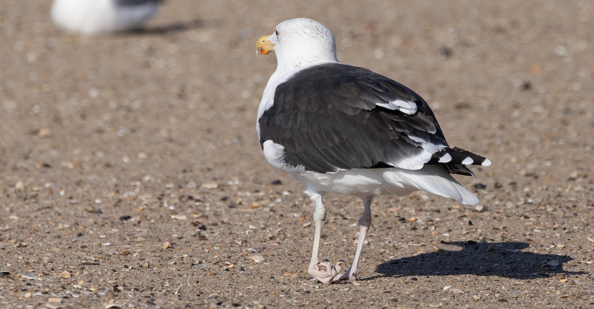 racek mořský - ML644936720