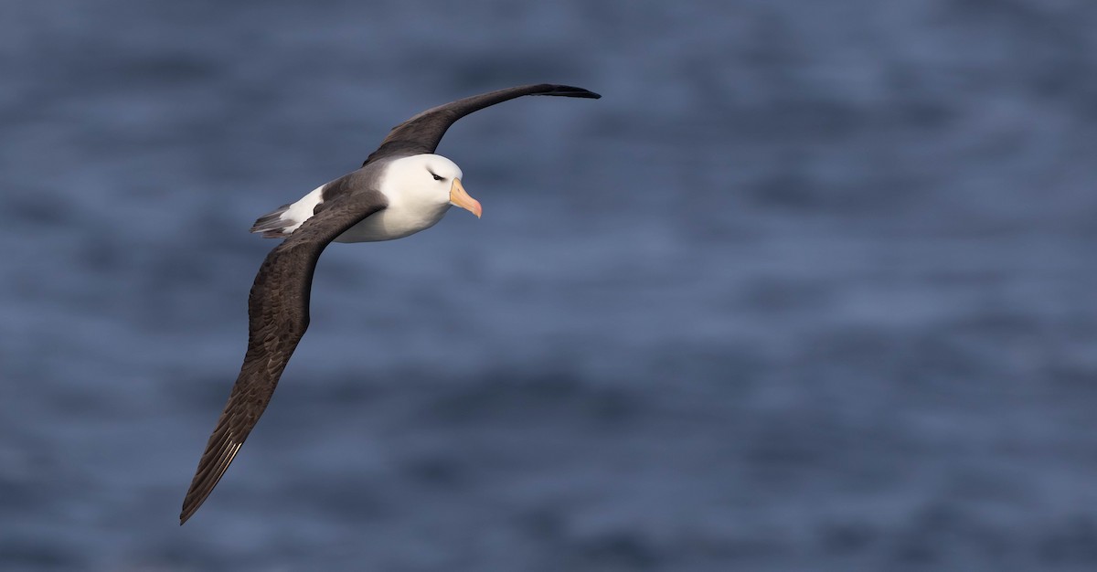 Black-browed Albatross (Black-browed) - ML644936721