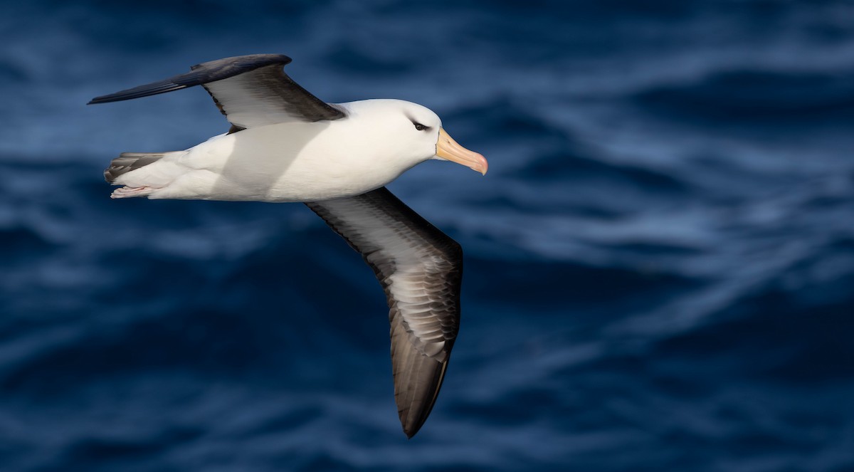 Black-browed Albatross (Black-browed) - ML644936722