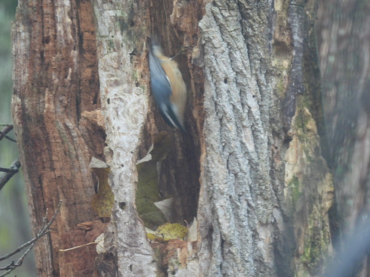 brhlík americký - ML644936729