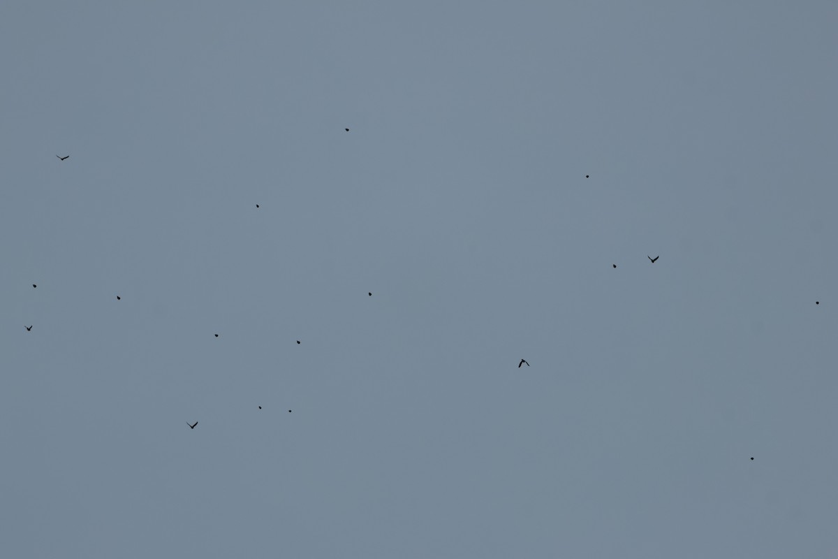 ictéridé sp. - ML644936751