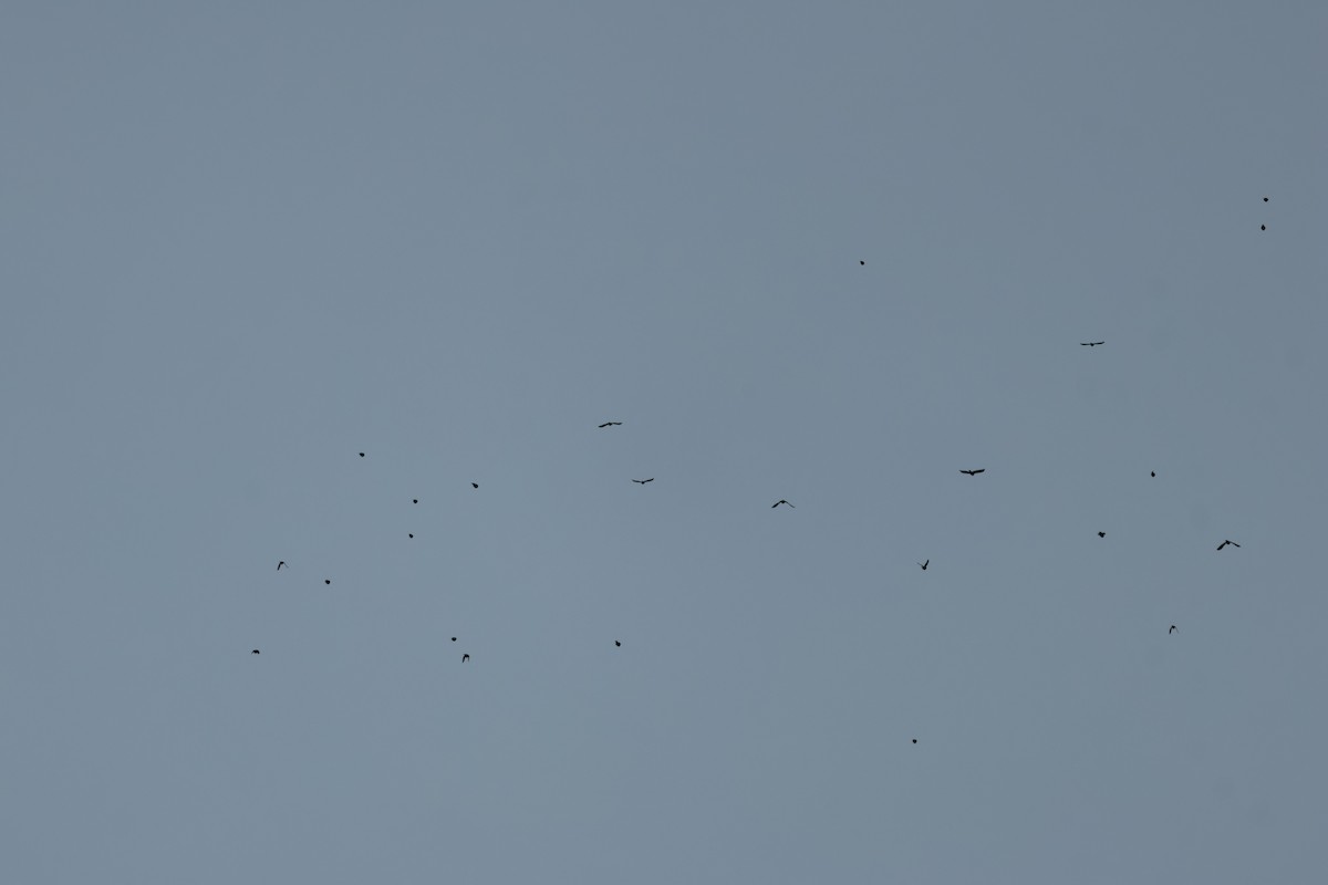 ictéridé sp. - ML644936752