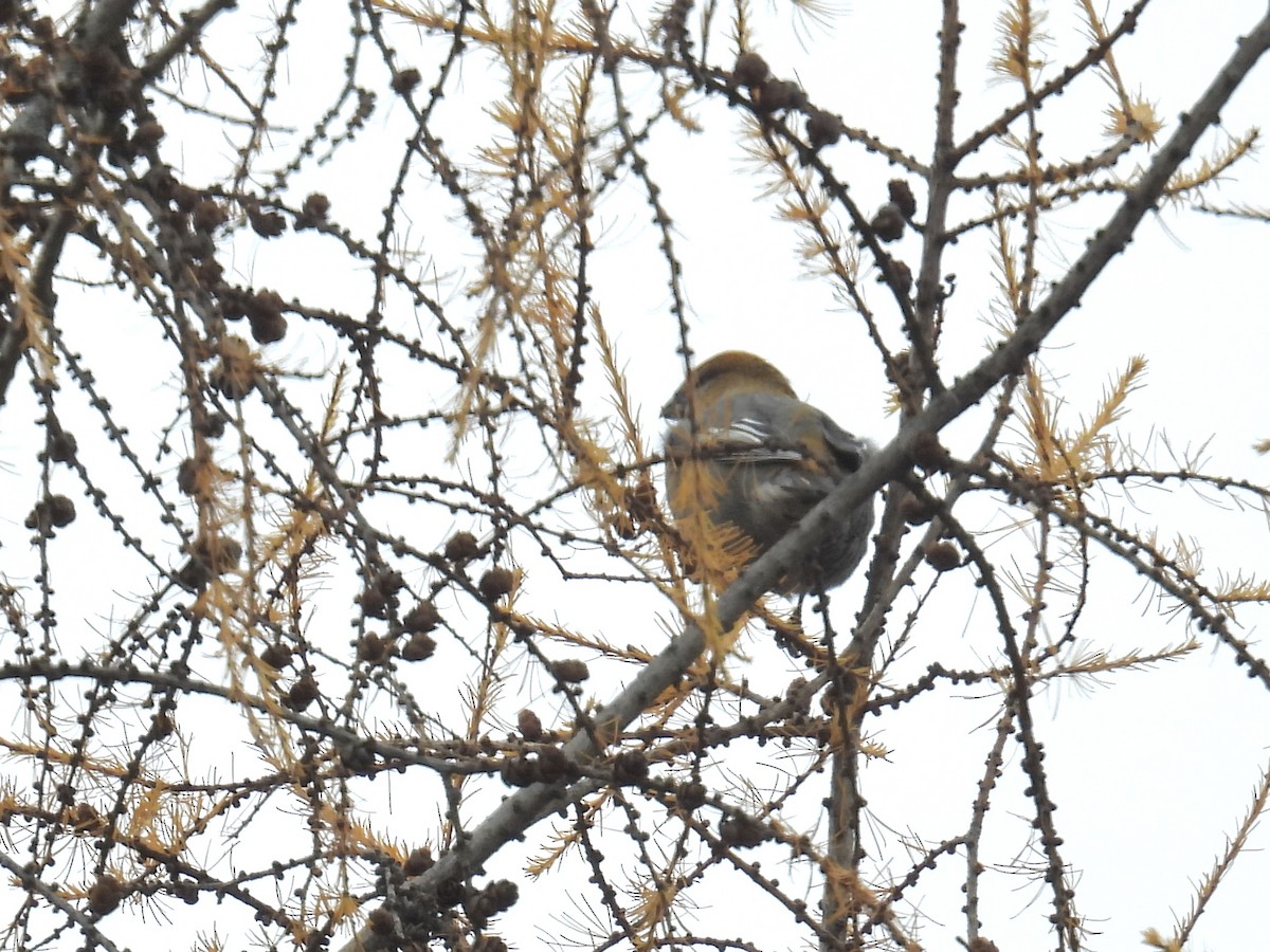 Pinu-gailupa - ML644936757