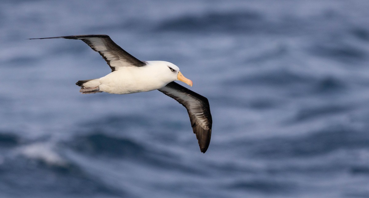 Black-browed Albatross (Campbell) - ML644936758