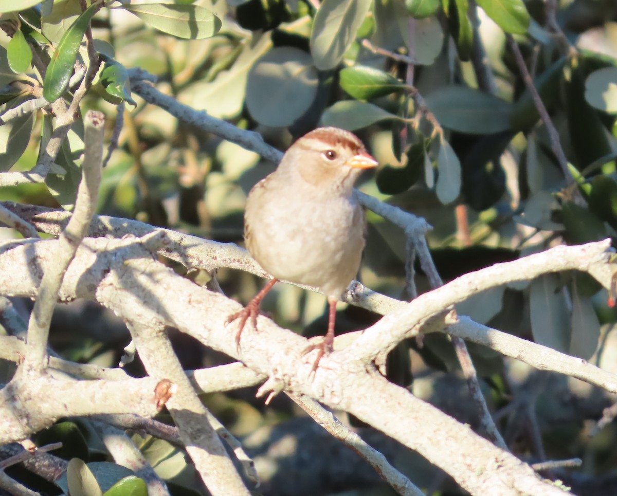White-crowned Sparrow - ML644936797