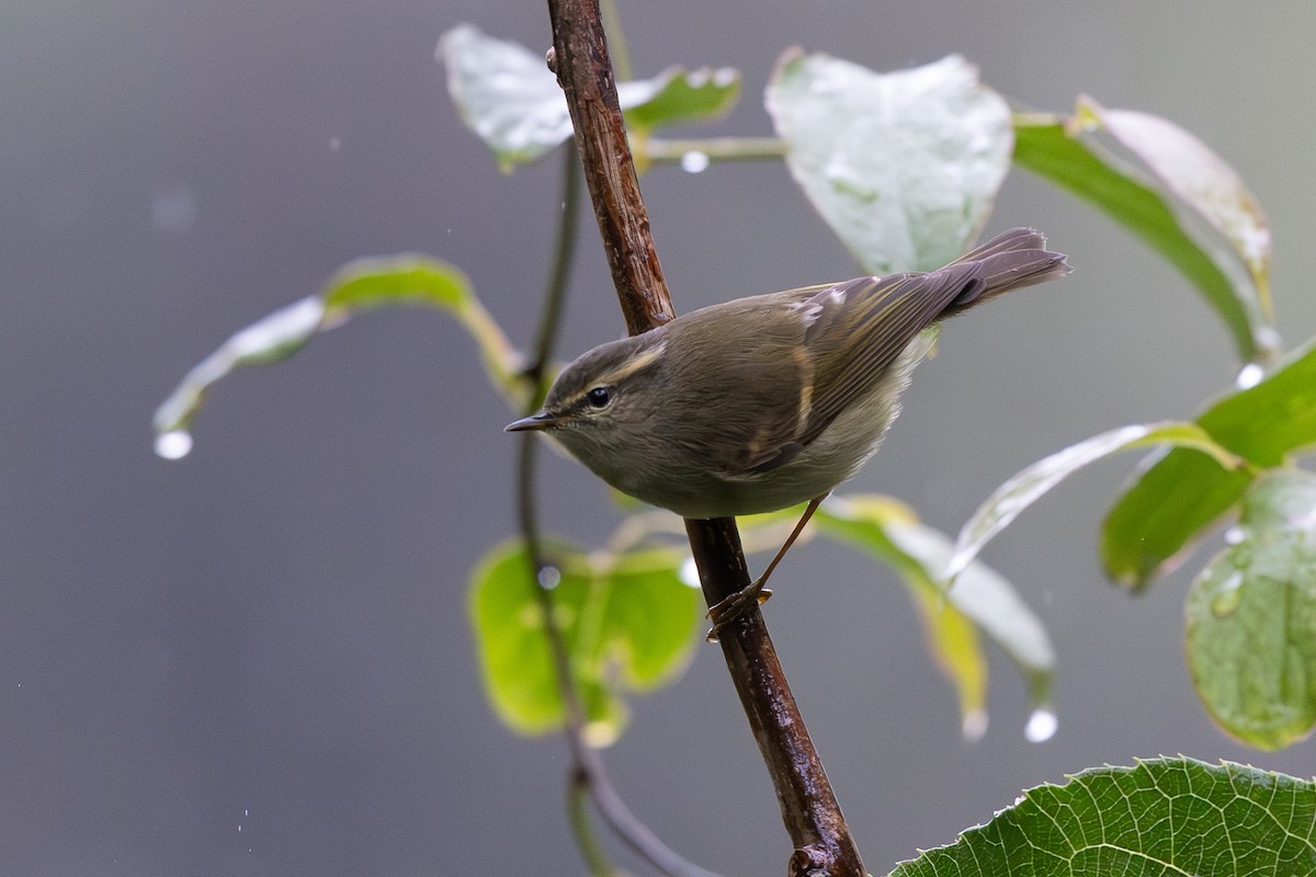 Buff-barred Warbler - ML644936805