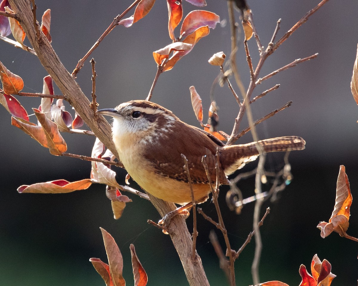Carolina Wren - ML644936806