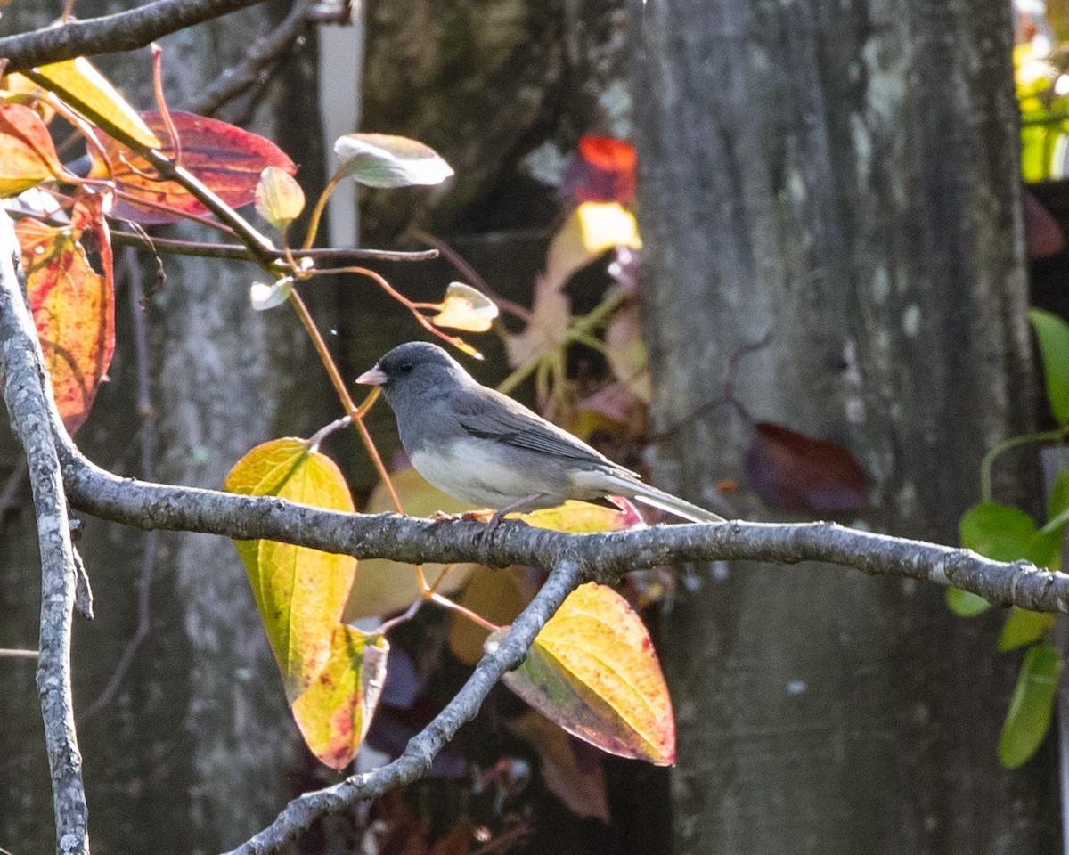 Dark-eyed Junco - ML644936817