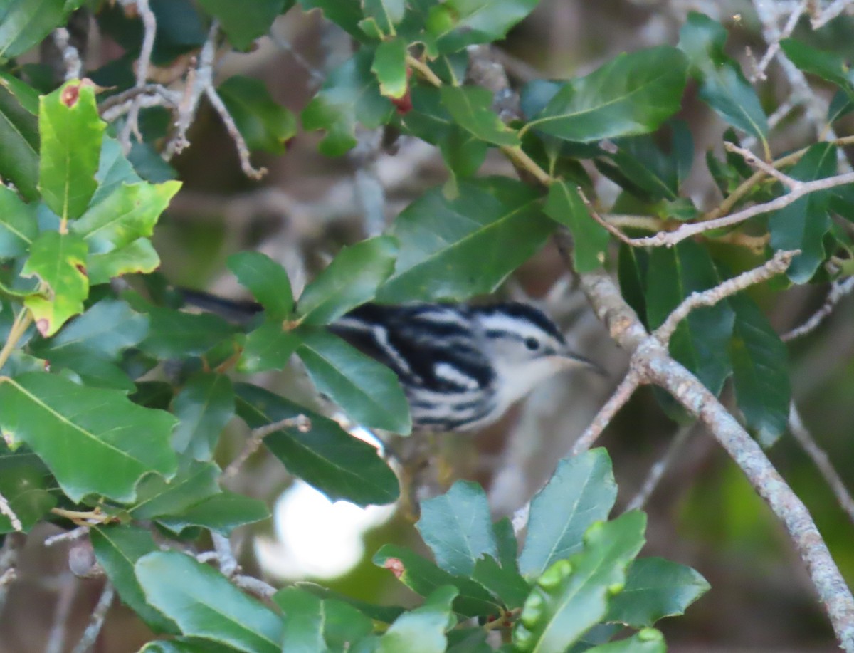 Black-and-white Warbler - ML644936818