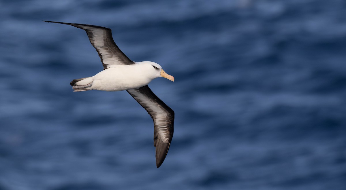 Black-browed Albatross (Campbell) - ML644936861