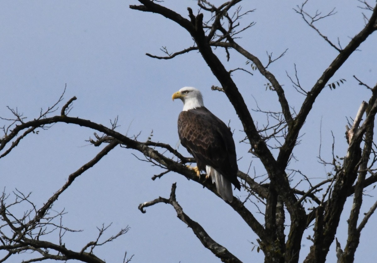 Pigargo Americano - ML644936885