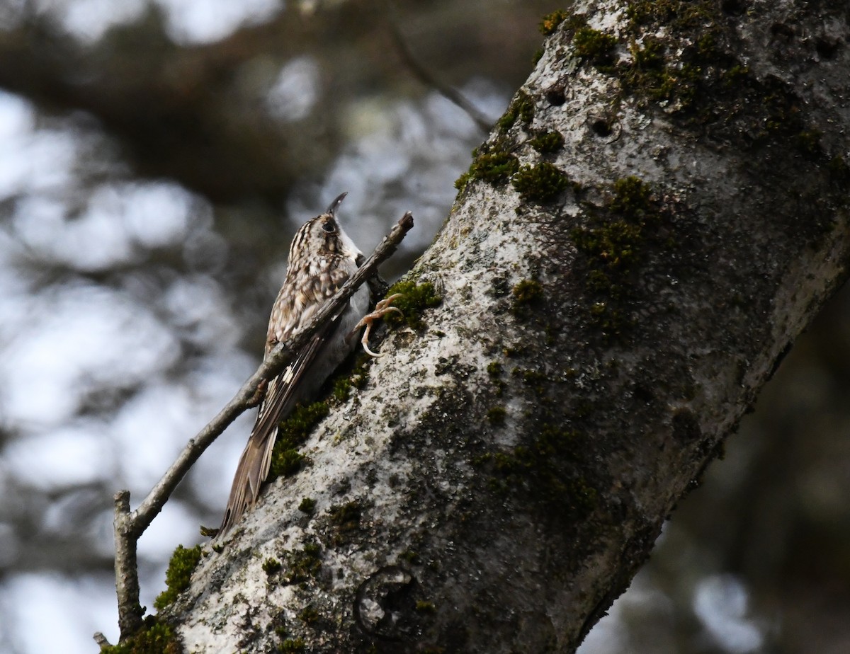 Agateador Americano - ML644936909