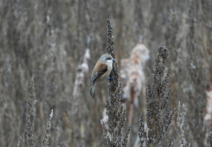 Eurasian Penduline-Tit - ML644936917