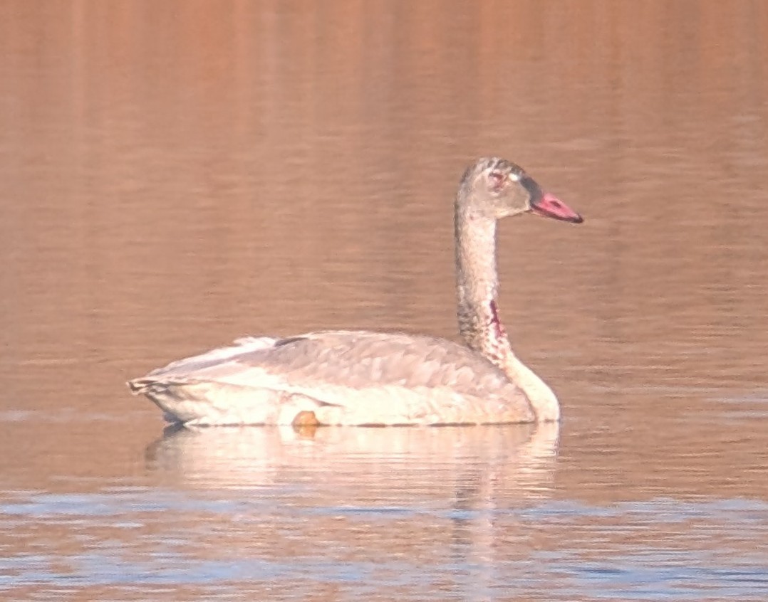 Trumpeter Swan - ML644936918