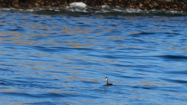 Kızıl Boyunlu Batağan - ML644936919