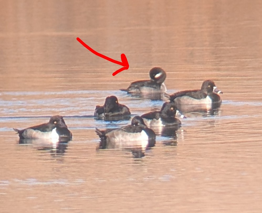 Bufflehead - ML644936927