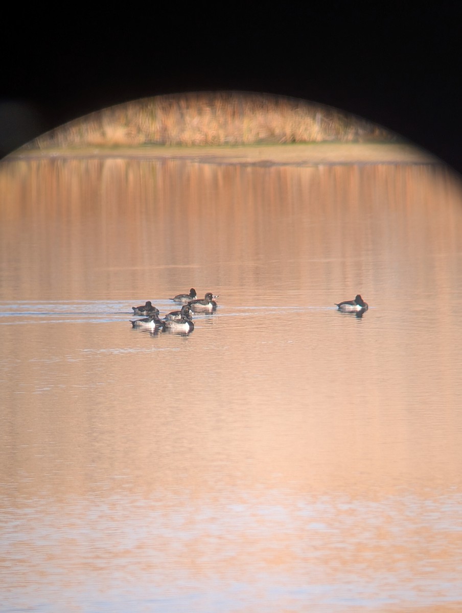 Ring-necked Duck - ML644936931