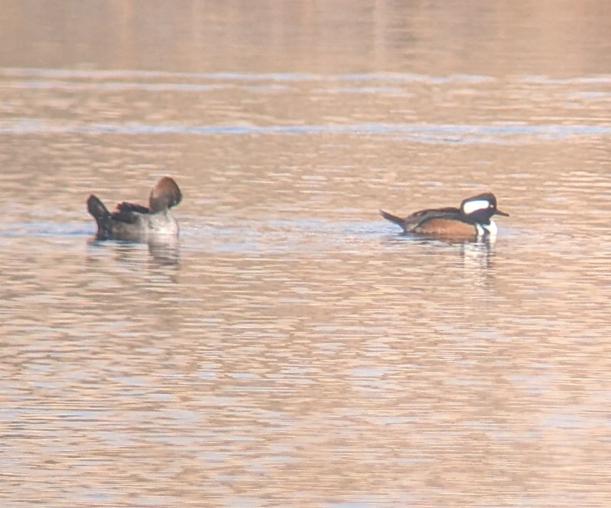 Hooded Merganser - ML644936937