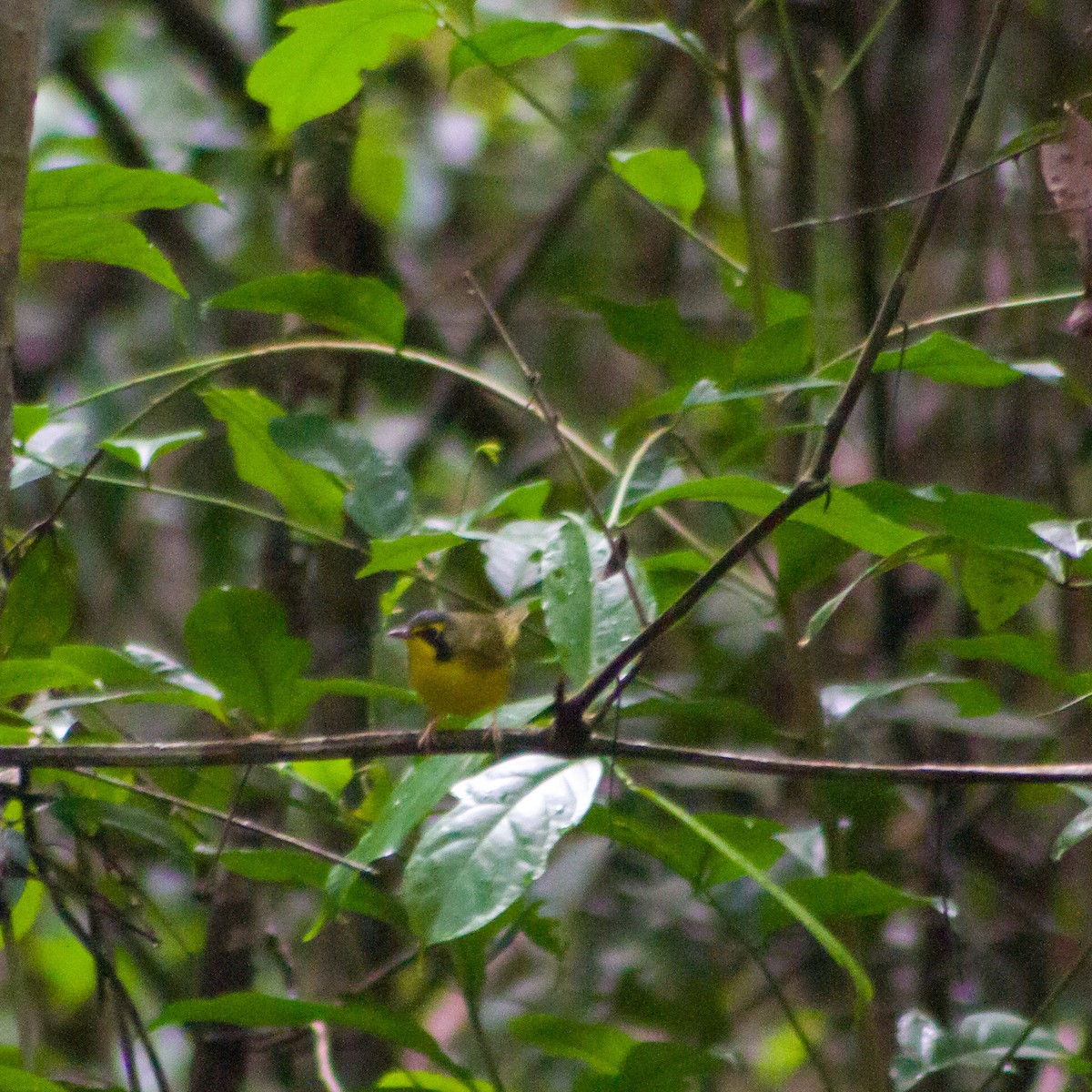 kentuckyparula - ML644936942