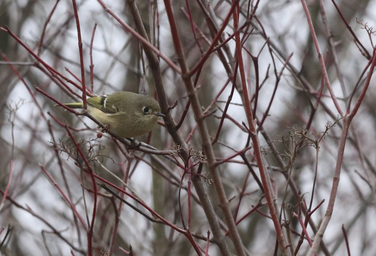 Ruby-crowned Kinglet - ML644936945