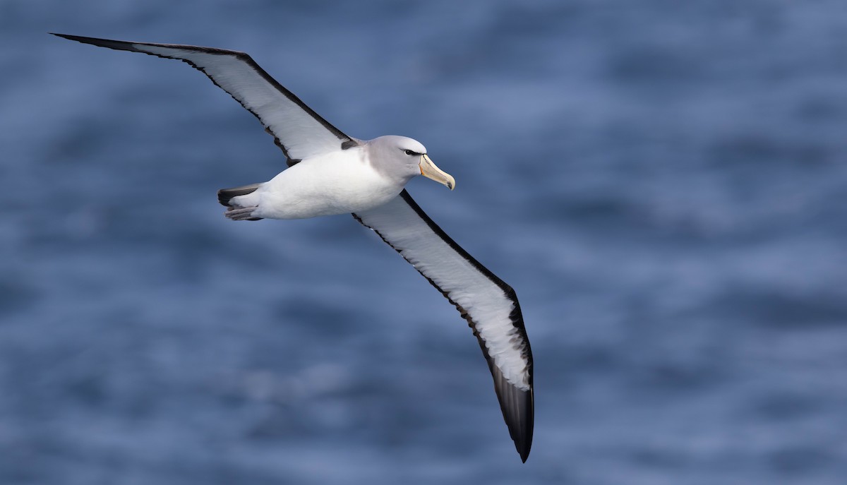Salvin's Albatross - ML644936958