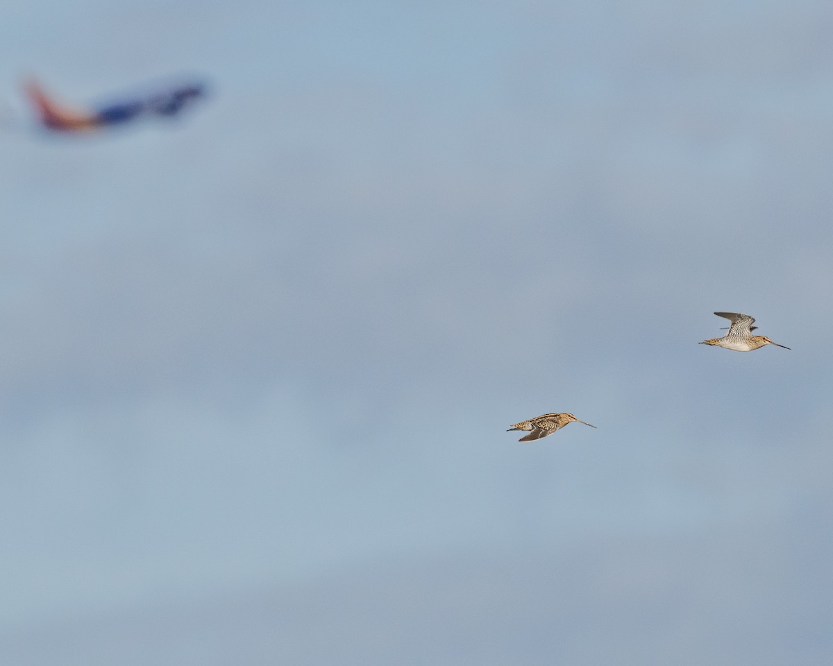 Wilson's Snipe - ML644936975