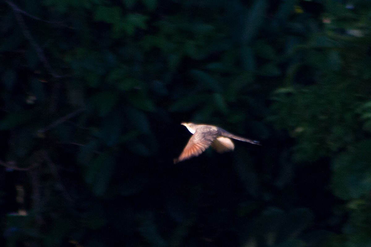 Желтоклювая пиайя - ML644936982