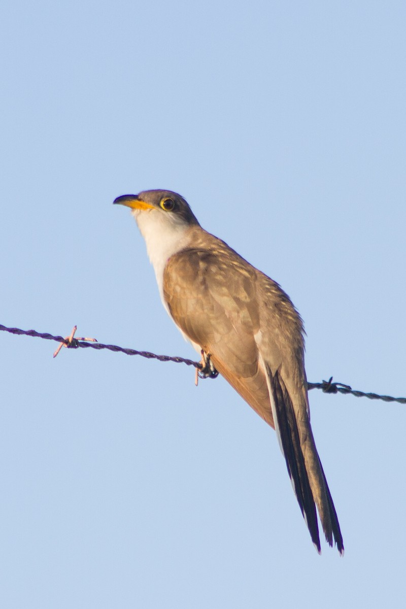 Желтоклювая пиайя - ML644936984