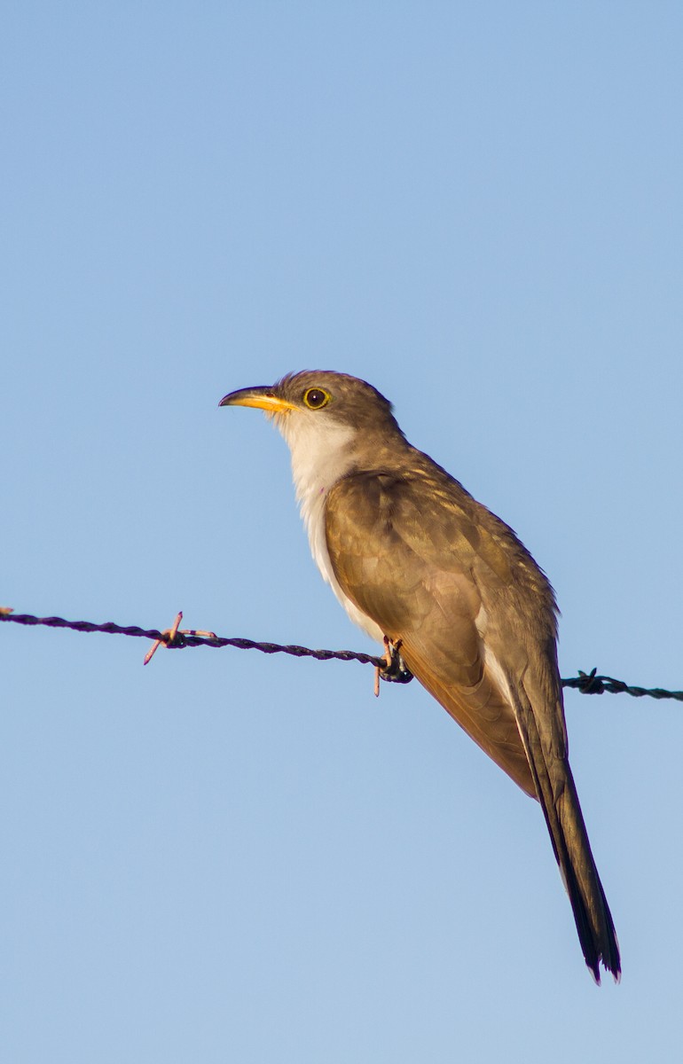 Желтоклювая пиайя - ML644936985