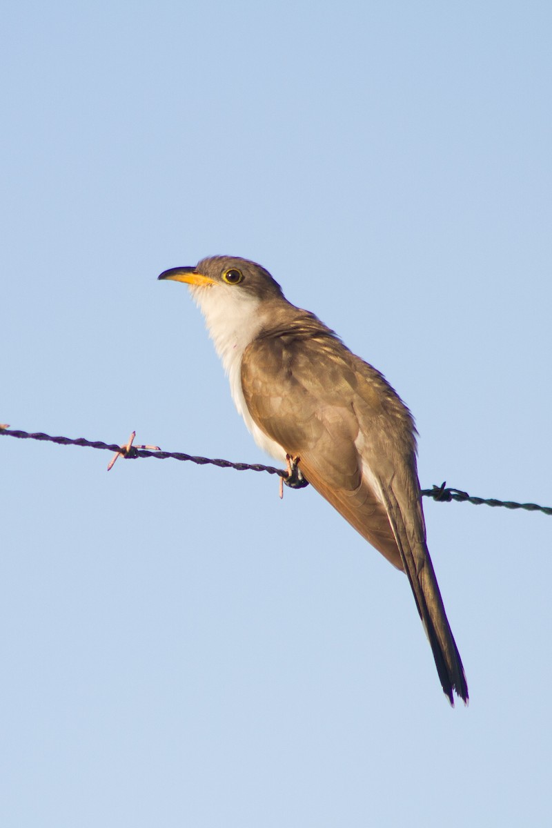 Желтоклювая пиайя - ML644936986