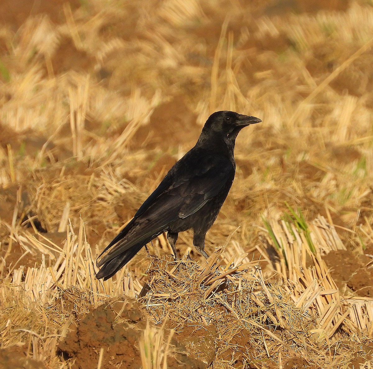 Carrion Crow - ML644936997