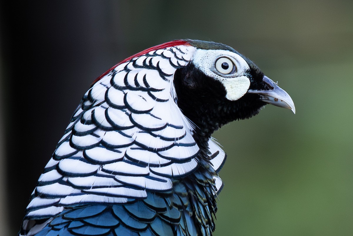 bažant diamantový - ML644936999