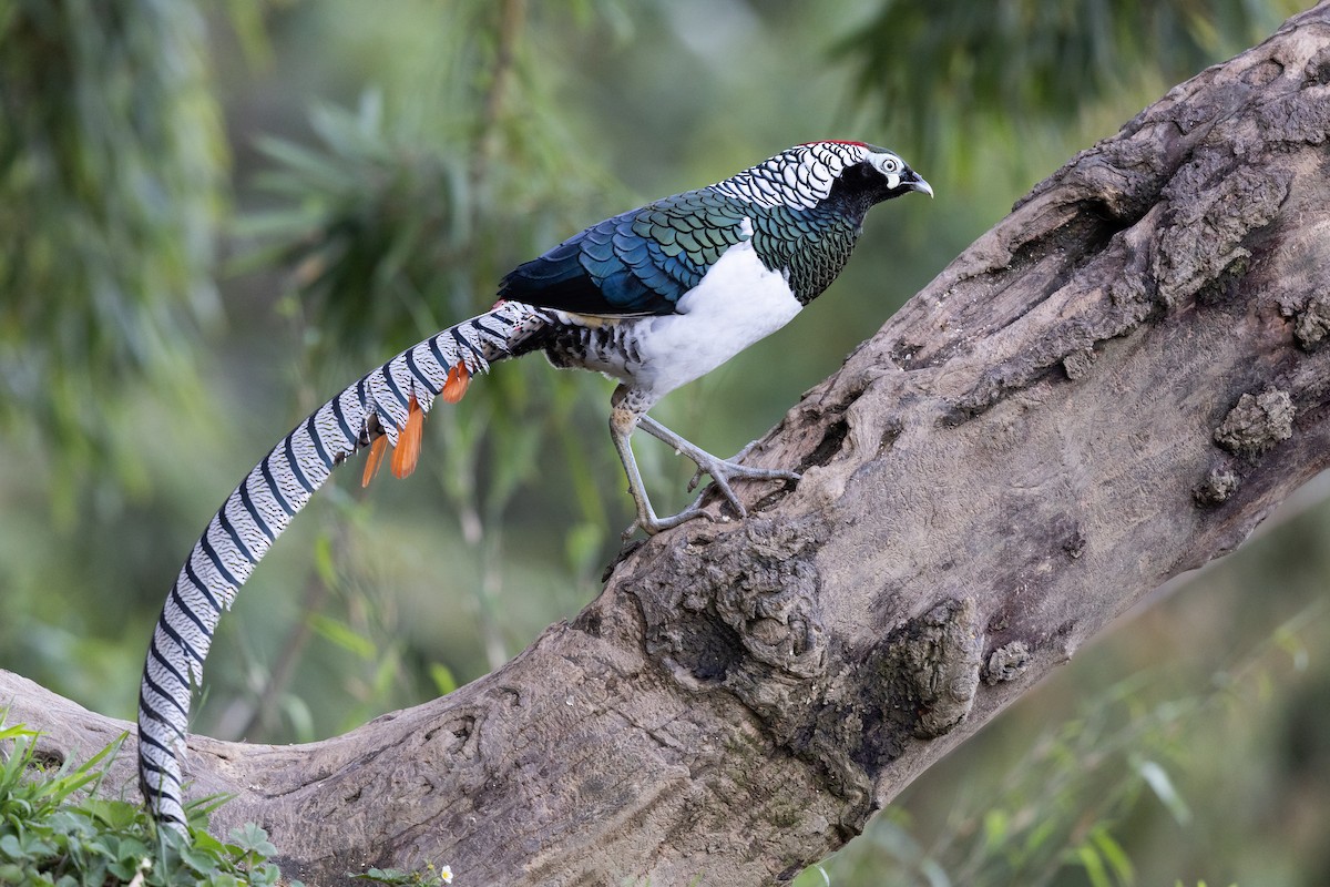 bažant diamantový - ML644937003