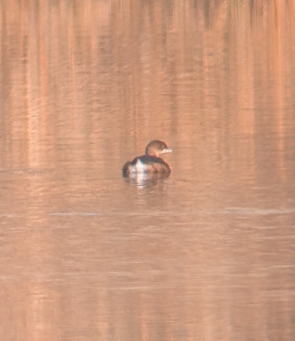 Pied-billed Grebe - ML644937010