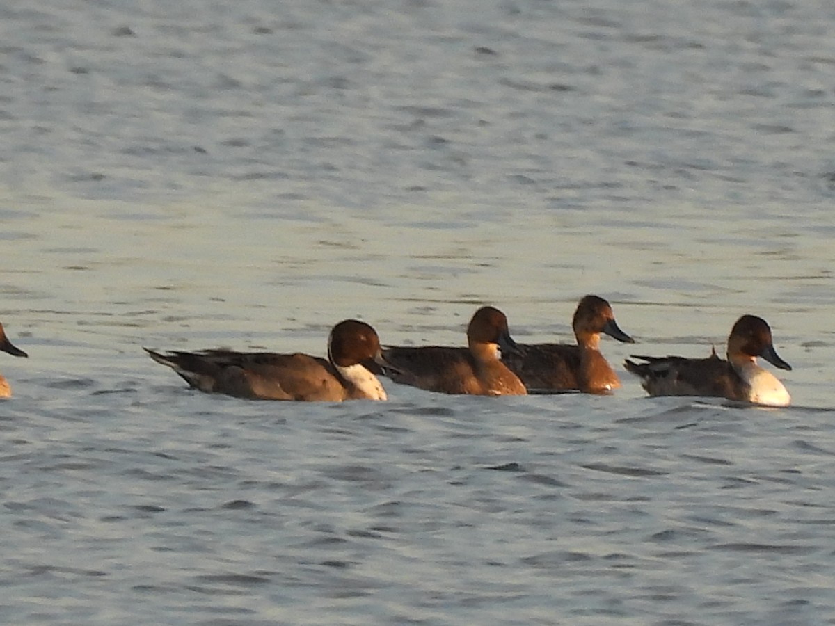 Northern Pintail - ML644937017