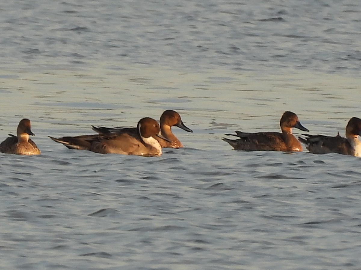 Northern Pintail - ML644937018