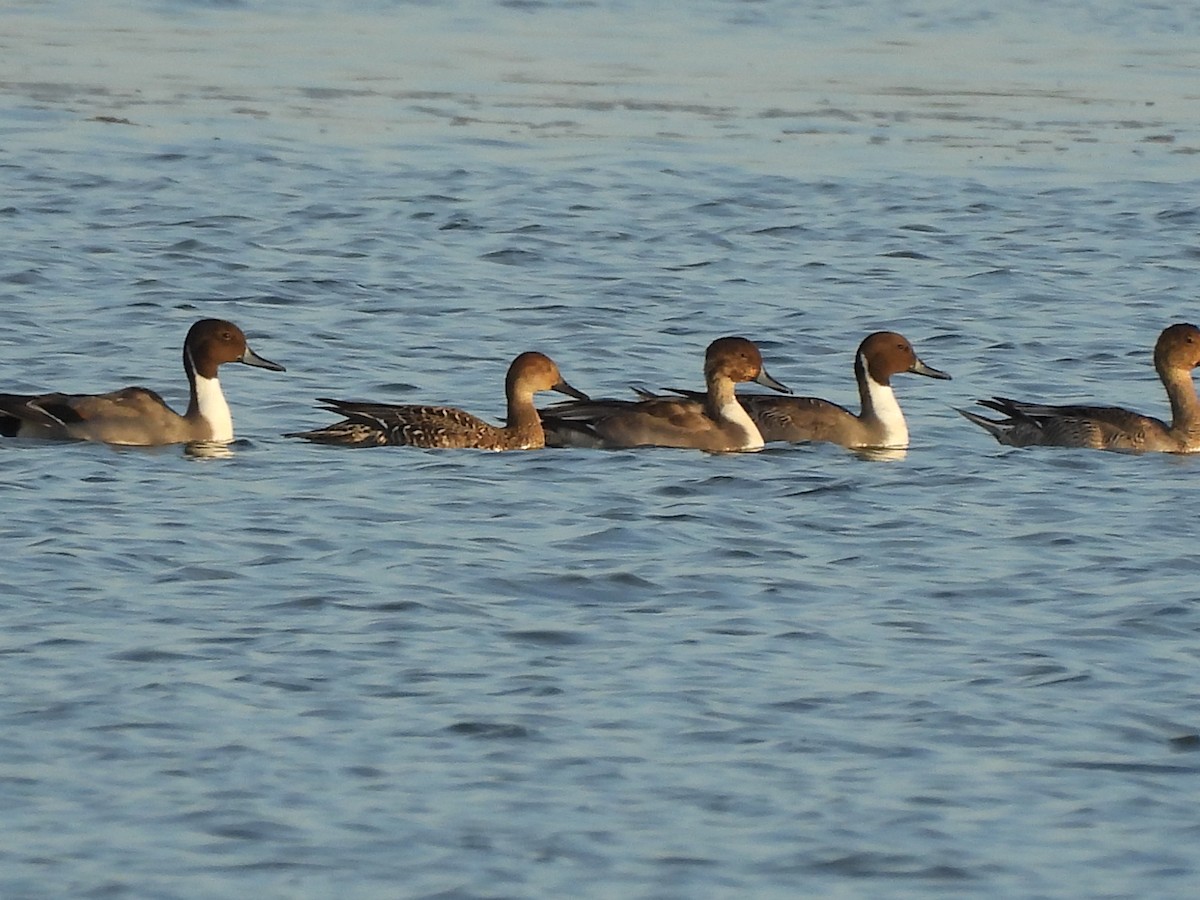 Northern Pintail - ML644937019