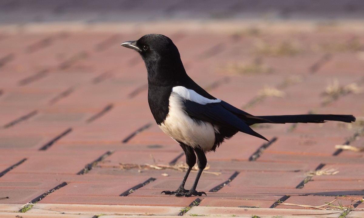 straka čínská - ML644937036