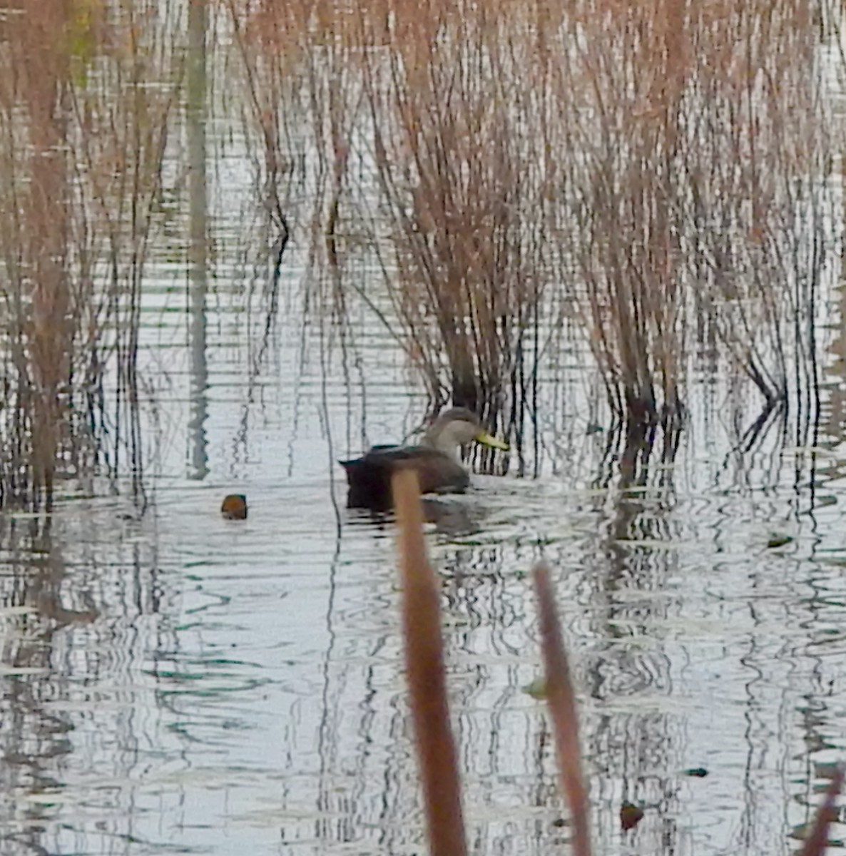 American Black Duck - ML644937040