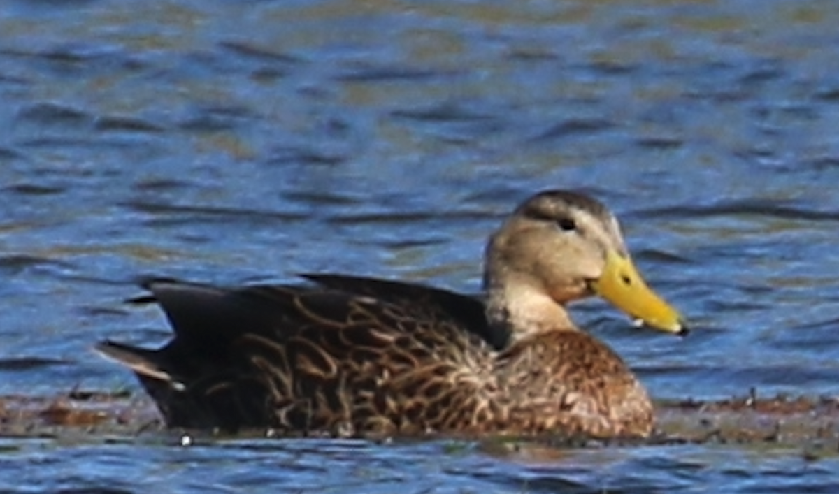 Mexican Duck - ML644937042