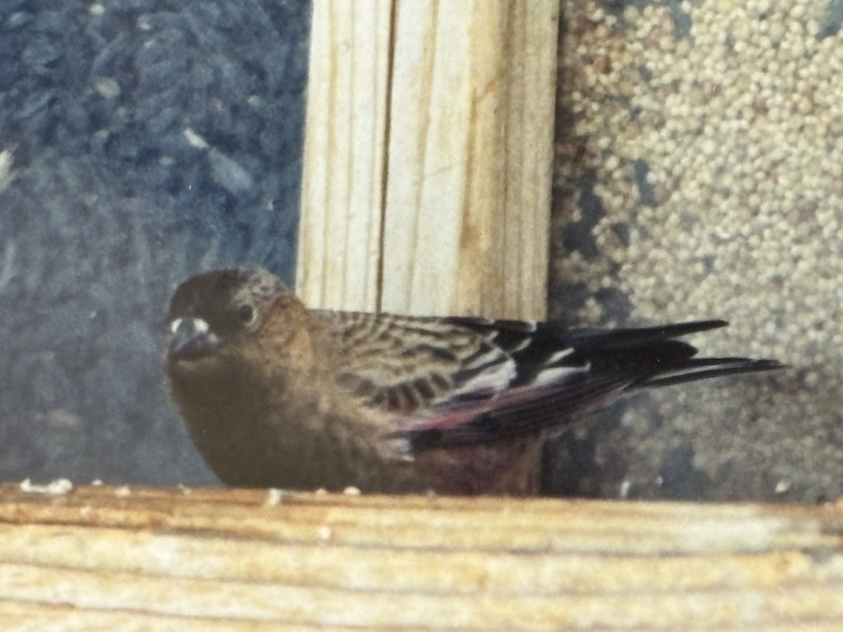 pěnkavice coloradská - ML644937070