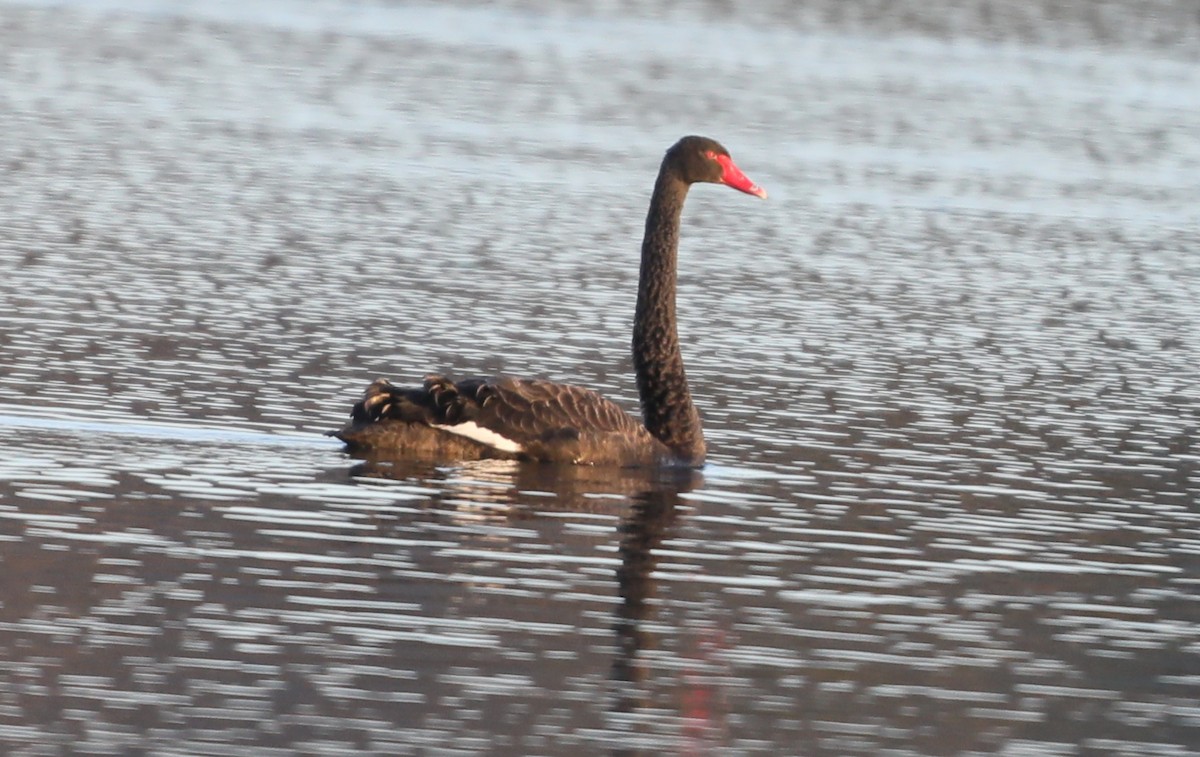 Black Swan - ML644937073