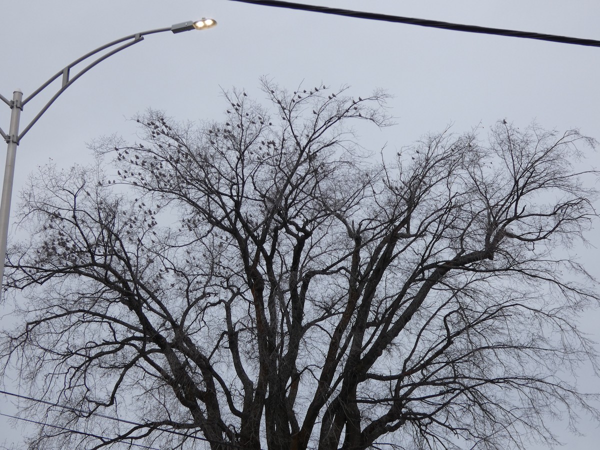 Bohemian Waxwing - ML644937076