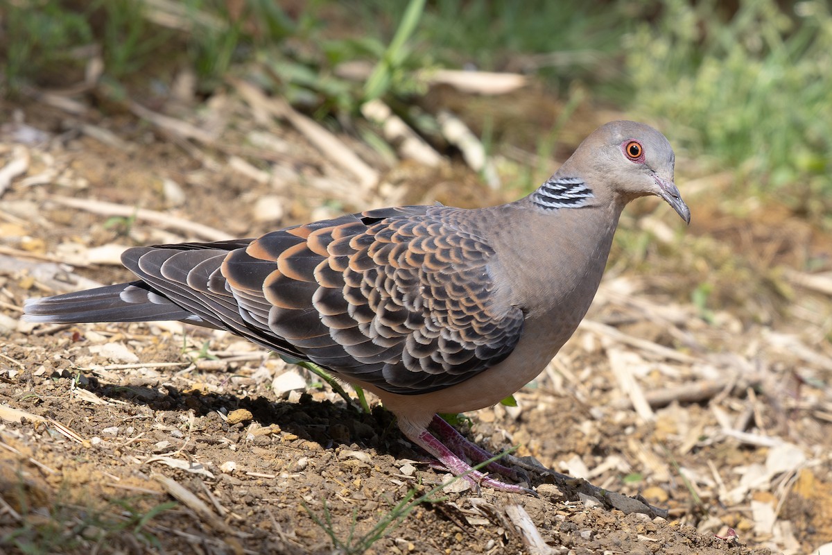 Oriental Turtle-Dove - ML644937077