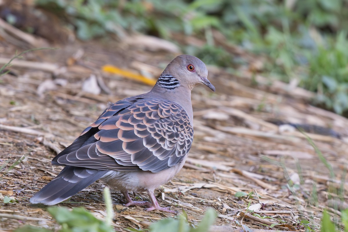 Oriental Turtle-Dove - ML644937078