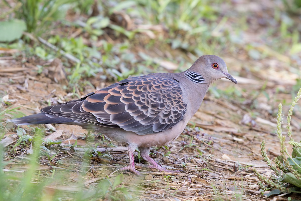 Oriental Turtle-Dove - ML644937079