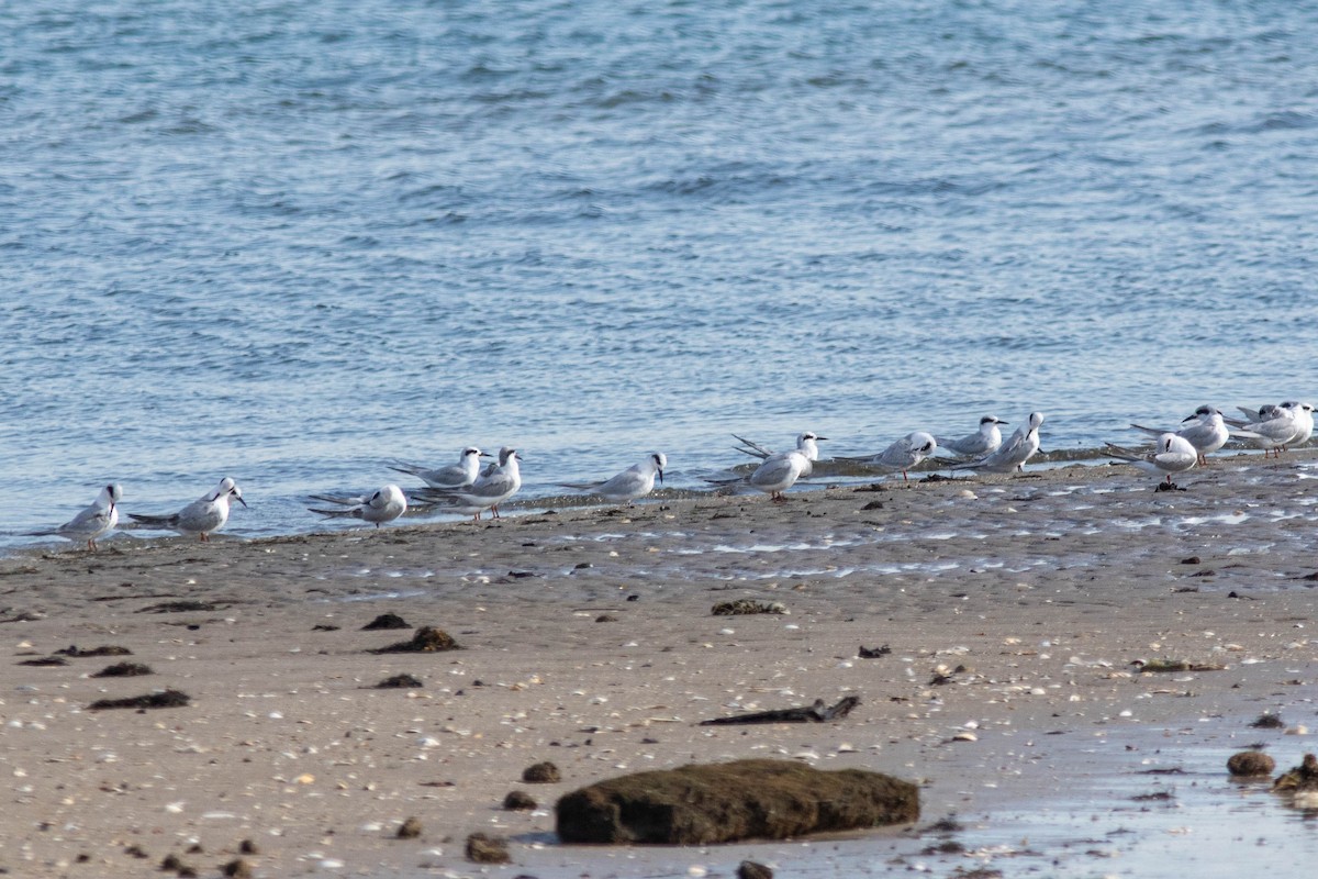 Forster's Tern - ML644937106